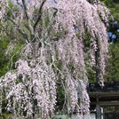福田寺の枝垂れ桜