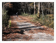 五六橋、原生林